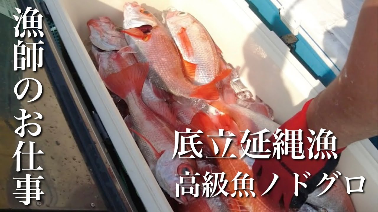 [漁師のお仕事]底立延縄漁で高級魚のどぐろを狙う！
