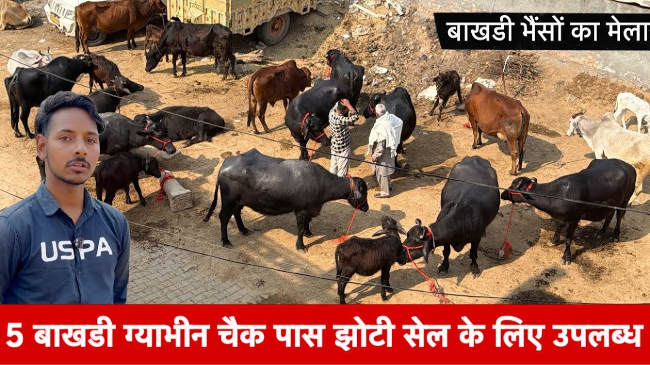 5 बाखडी ग्याभीन भैस सेल के लिए 6 किलो  दुध नीचे कटीया Dr Sumit Dairy Farm ✅