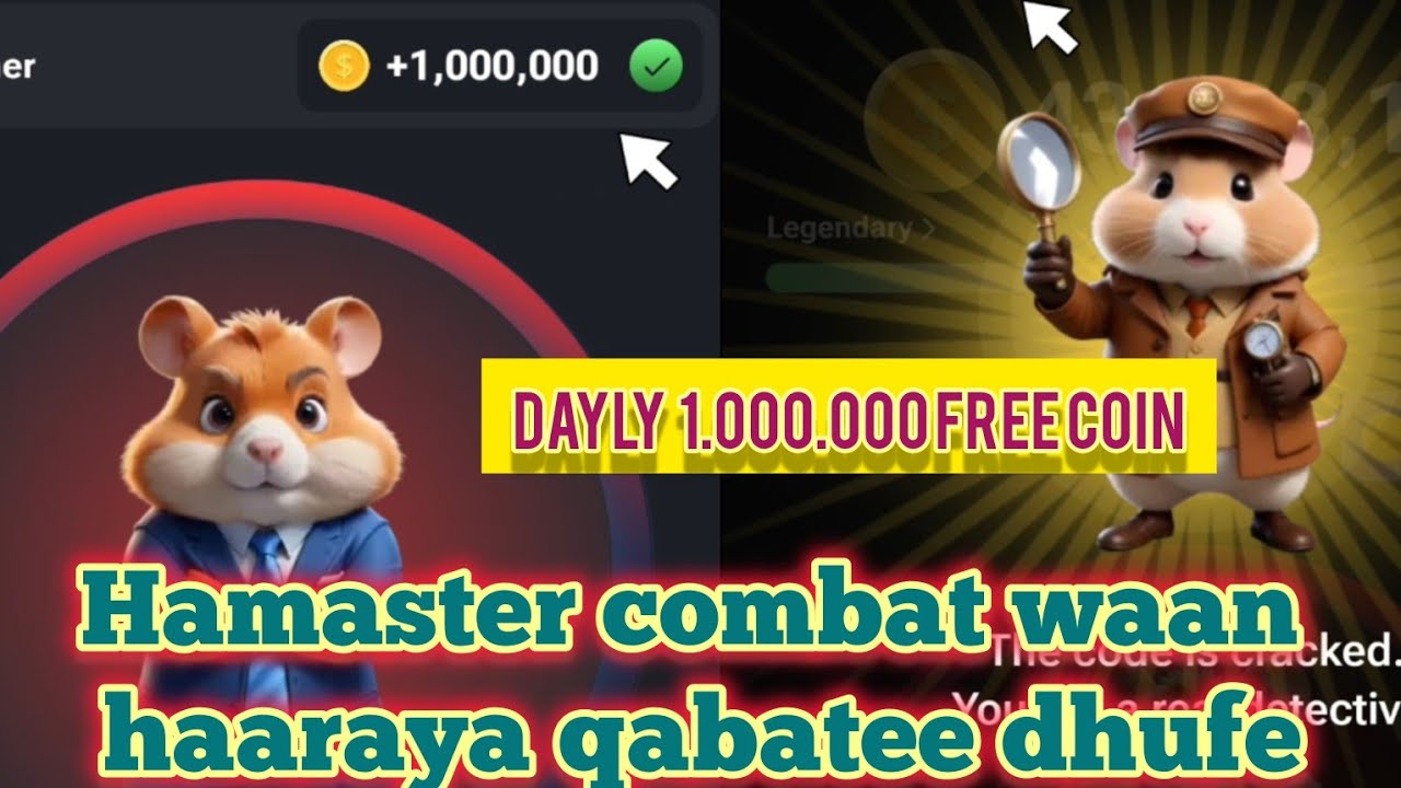 Hamaster combat waan Haaraya qabatee dhufe
