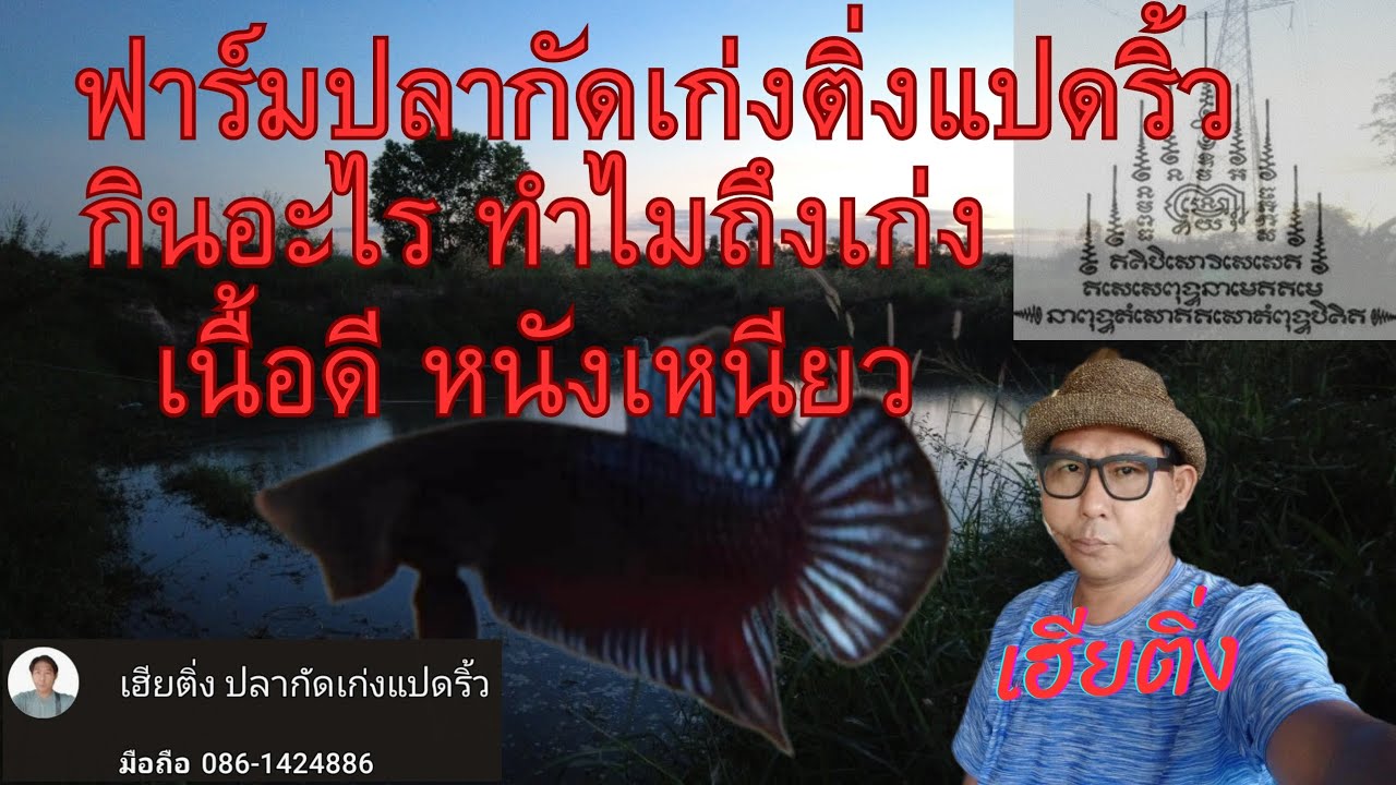 ฟาร์มปลากัดเก่งติ่งแปดริ้ว | ปลากัดเก่งต้องปลากัดแปดริ้ว | กินอะไรทำไมถึงเก่ง | วิธีหาเหยื่อให้ปลา