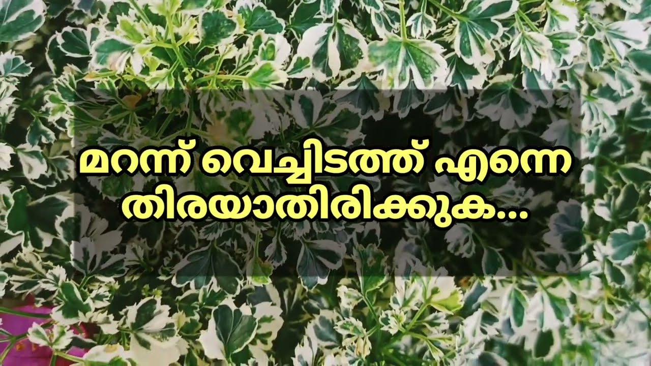 വല്ലപ്പോഴും പിണങ്ങി... പിണങ്ങിയതുപോലും അറിയാതെ ഇണങ്ങുന്നില്ലേ? അതാണ് പ്രണയം..... 