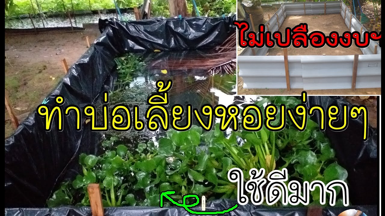 ทำบ่อเลี้ยงหอยแบบง่ายๆ ไม่ยุ่งยาก ไม่เปลืองงบฯ แต่ใช้ได้นาน I Satun Farm