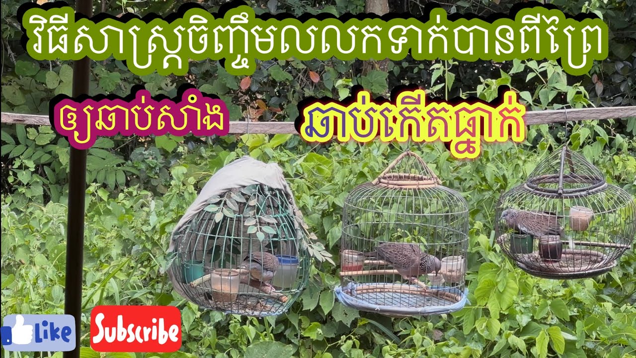 របៀថែលលកធ្នាកនឹងលលកបានពីព្រៃឲ្យឆាប់សាំង(សម្រាប់អ្នករៀនចិញ្ចឹមដំបូង)