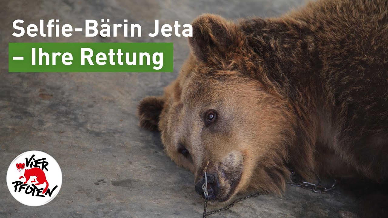 Selfie-Bärin Jeta - Ihre Rettung | VIER PFOTEN
