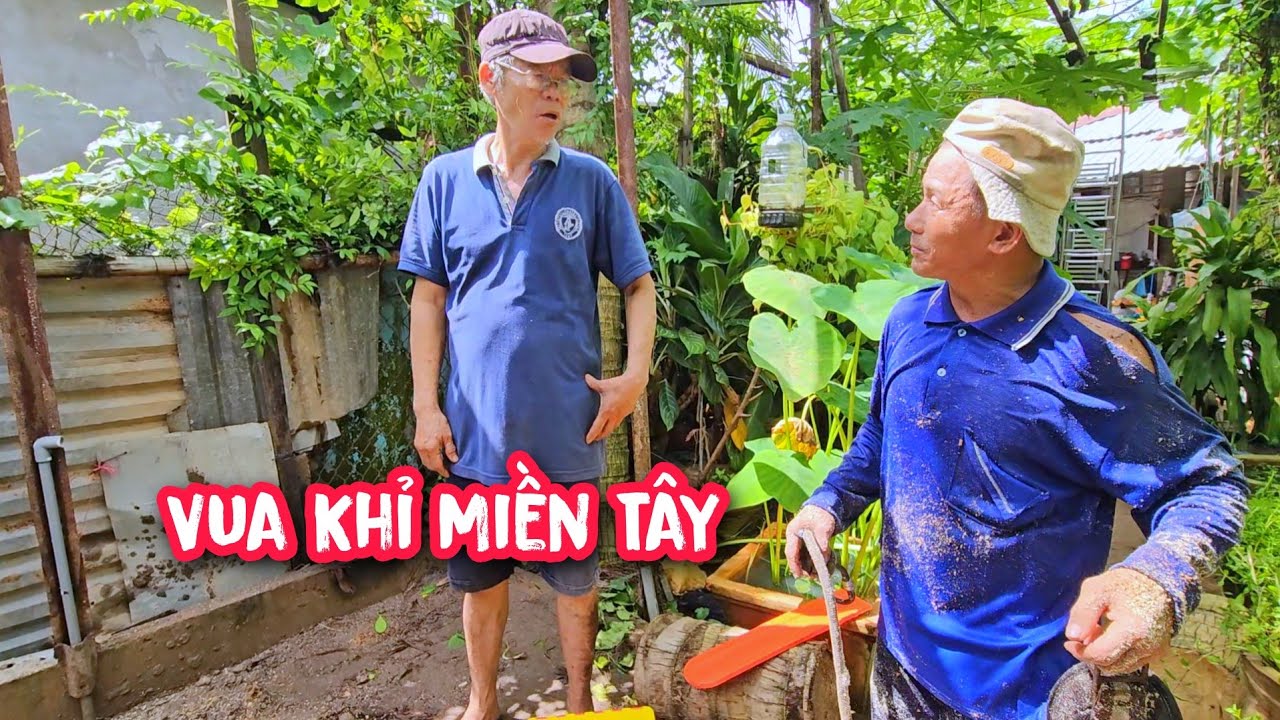 Chủ nhà không tin !!! Là có thể kêu được Vua Khỉ để cưa mấy cây Dừa khó nằm phía sau nhà (Phần đầu).