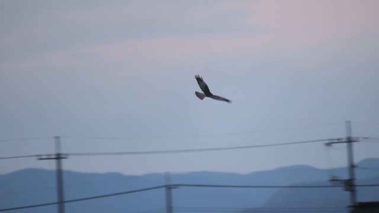 大陸型チュウヒ　　17時25分ねぐら入り　動画