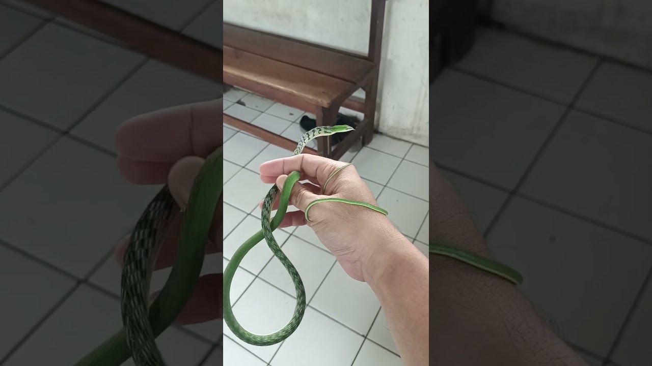 Ular Pucuk #ular #snake #triokrucil