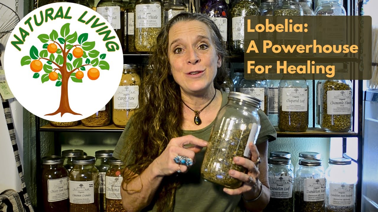 Lobelia: How To Use and Benefits