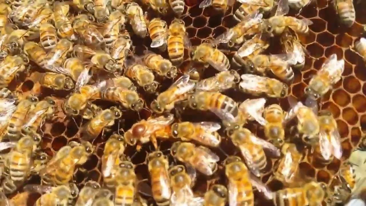 La importancia de intercambio genetico en las abejas