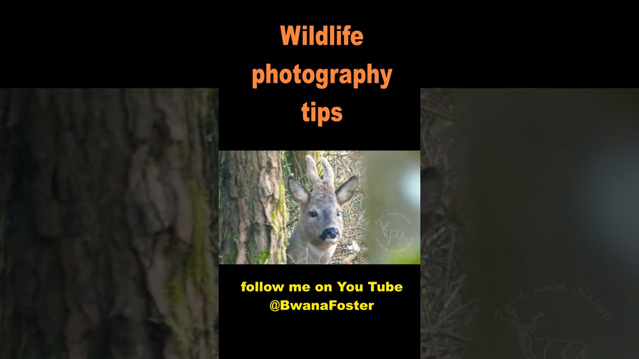 Roe deer photography tips March 2024