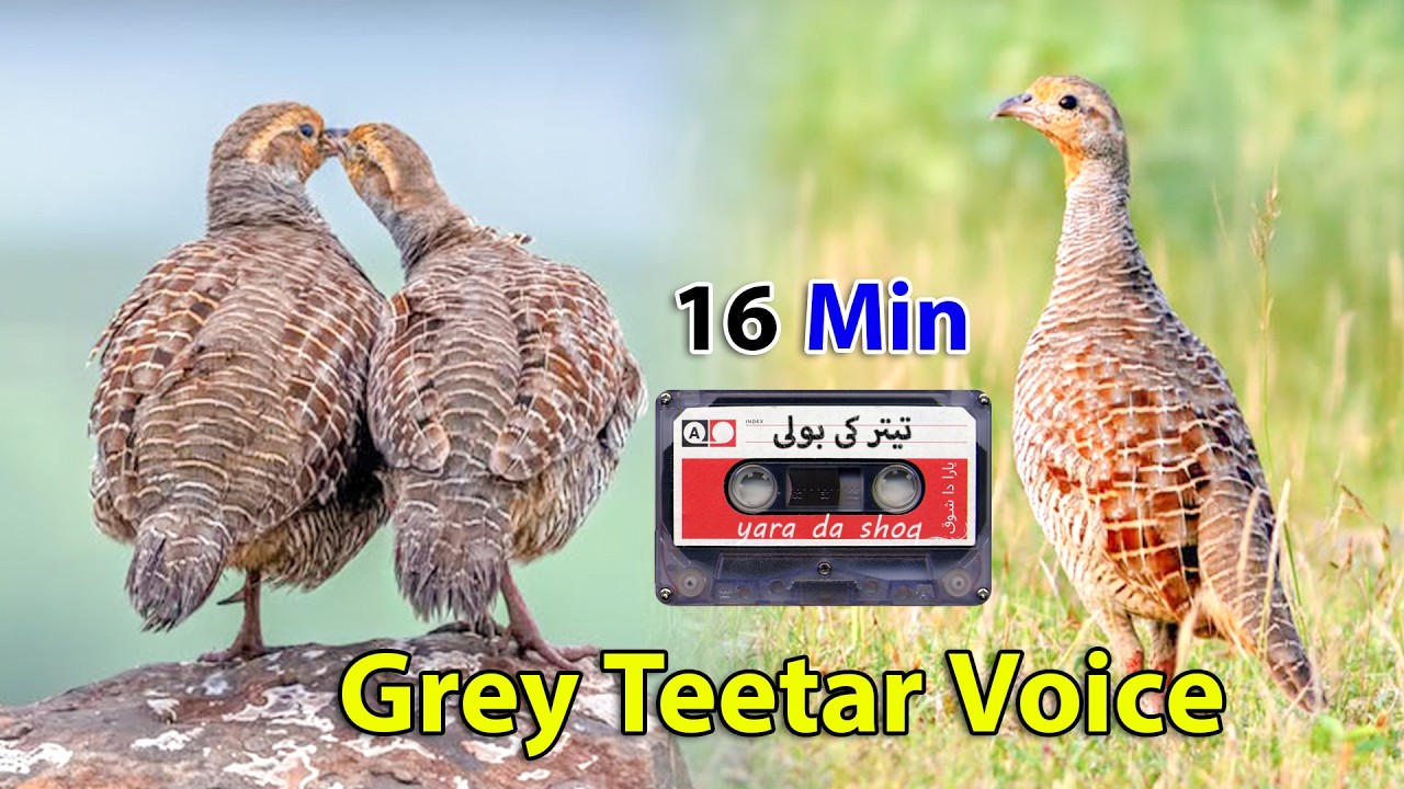 Partridge Hunting Sound | Grey Female Francolin Voice | Grey Teetar ki Awaz | Hunting Call