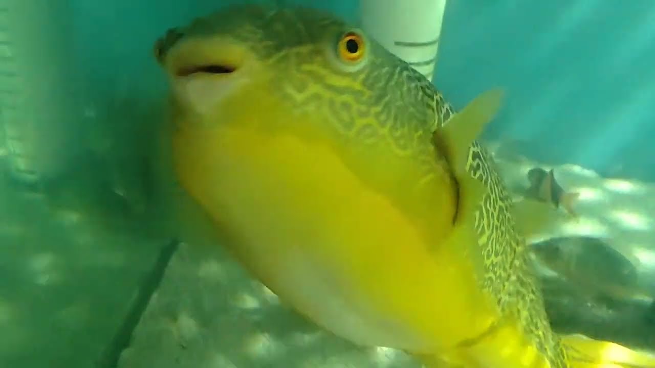 AN MBU PUFFERFISH NAMED 