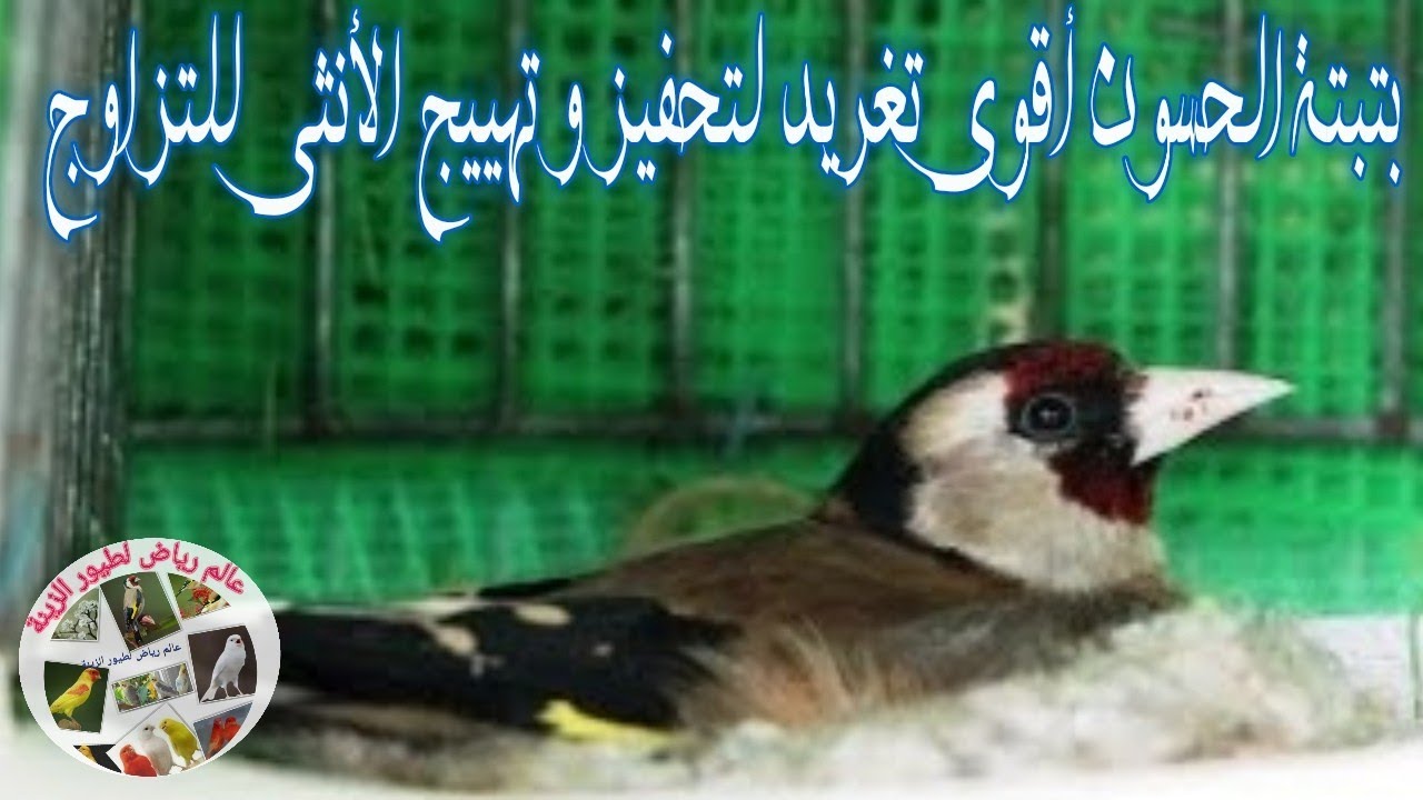 بتبتة الحسون أقوى تغريد لتحفيز و تهييج الأنثى للتزاوج