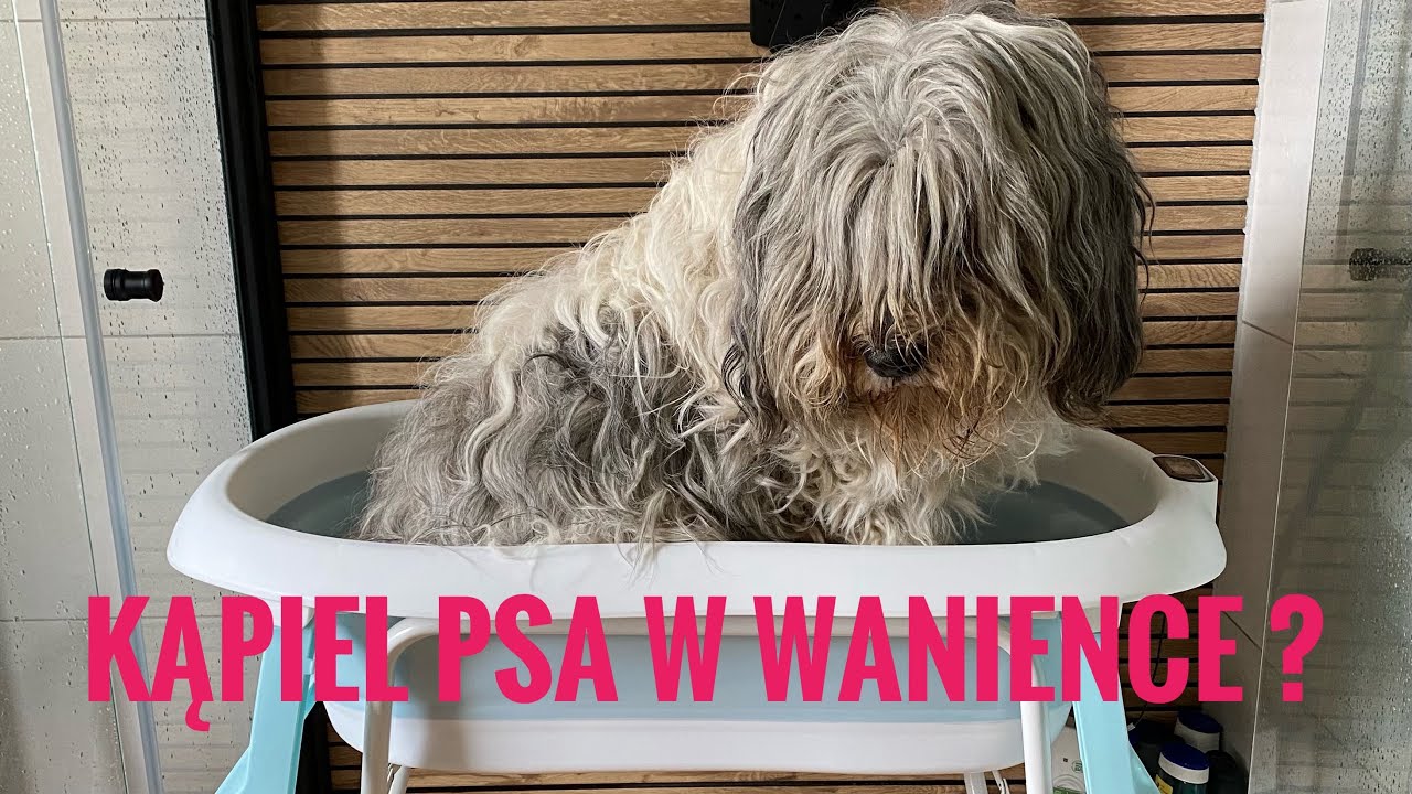 Co ja znowu wymyśliłam ? Czy psy się zmieszczą w niemowlęcej wanience ??