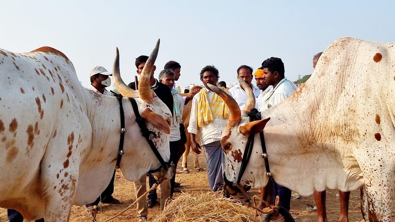 పెబ్బేరు సంతలో అందమైన అద్భుతమైన తూర్పు జాతి ఎద్దుల రేట్లు-pebbair bulls market-pebbair santha-bulls