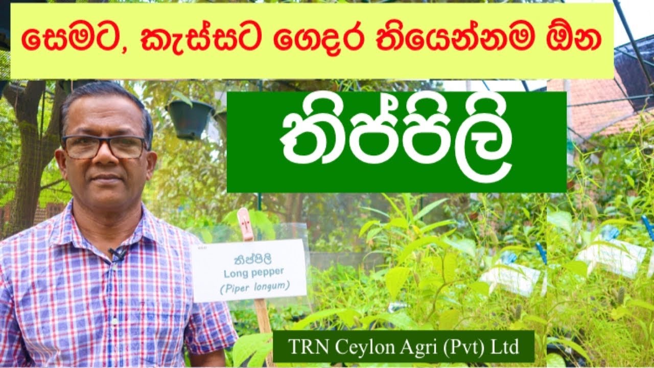 Long Pepper | Herbal Plants|තාමත් හිටවලා නැද්ද? තිප්පිලි  | Ceylon Agri | Episode 108