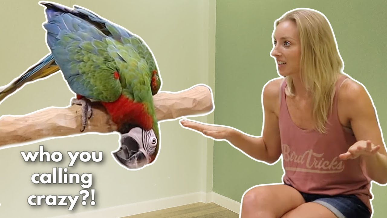 You Won't BELIEVE What This Talkative Bird Did - OMG!