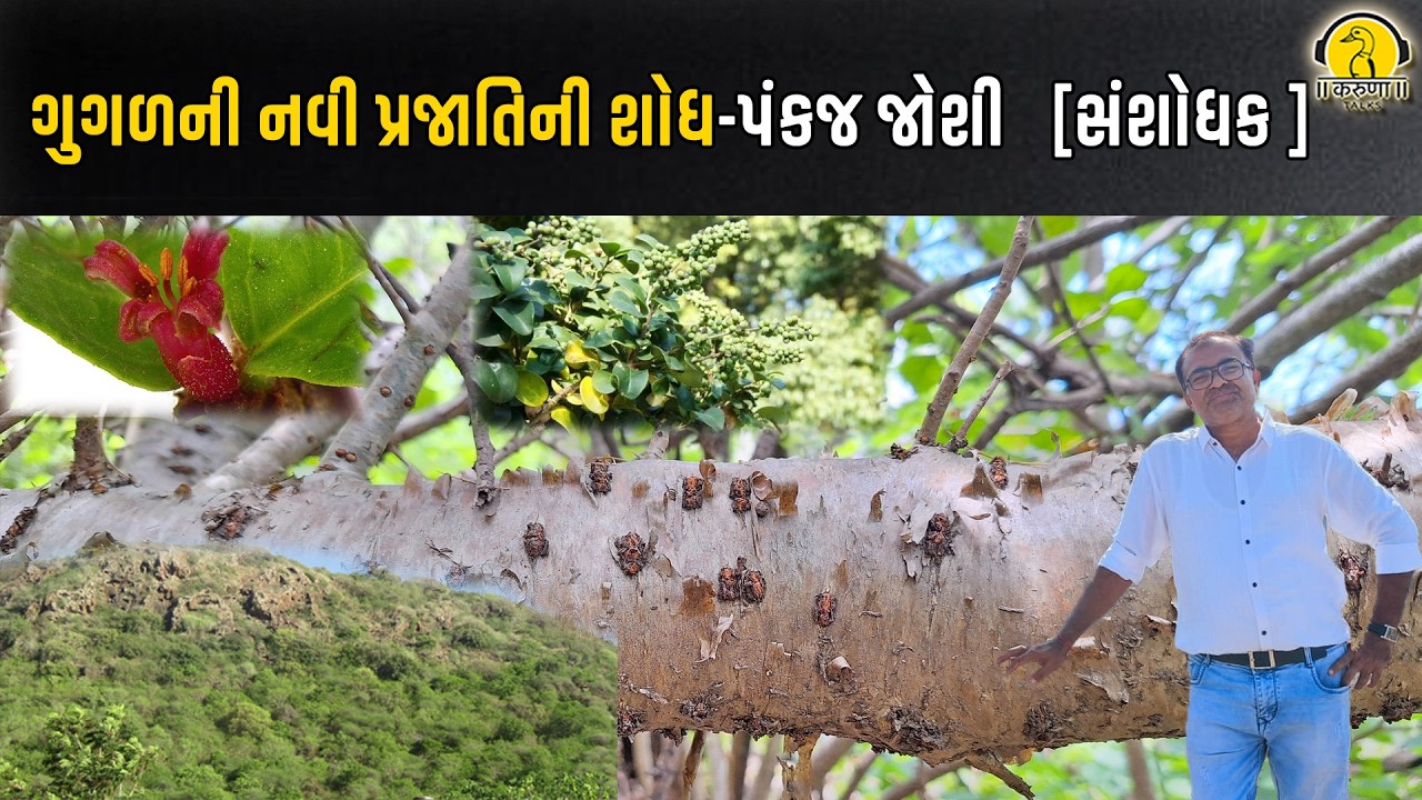 ગુગળની નવી પ્રજાતિની શોધ | પંકજ જોશી   [સંશોધક ]