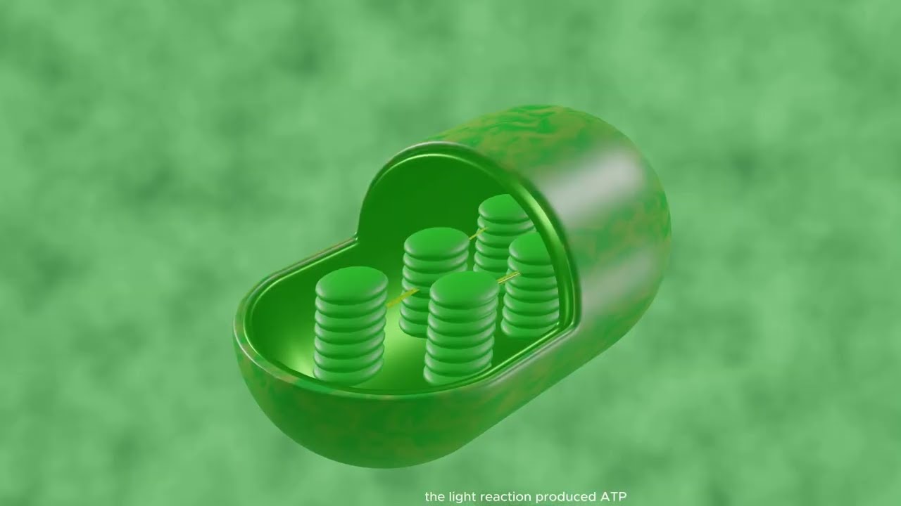 3d animation of photosynthesis| light reaction| Dark reaction| calvin cycle|