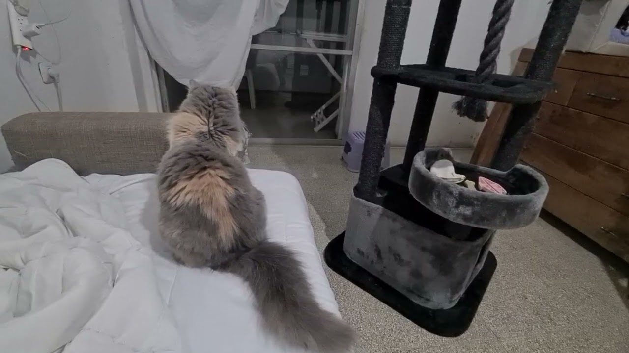 #chat #веселыекоты 😺😸😹😻😼😽😾