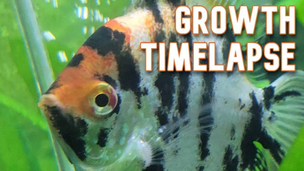 Koi Angelfish 6 Month Growth Timelapse
