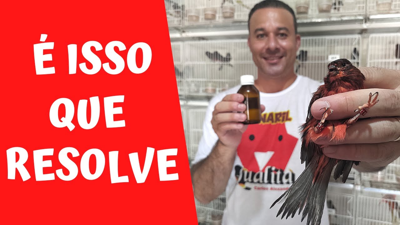 Como retirar as casquinhas dos pés dos CANÁRIOS
