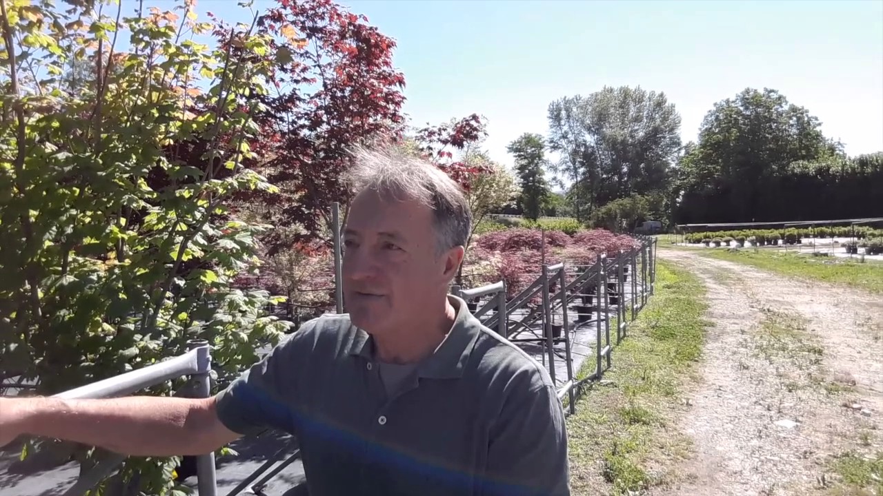 Come si coltiva l'acero? Quali sono le sue caratteristiche?