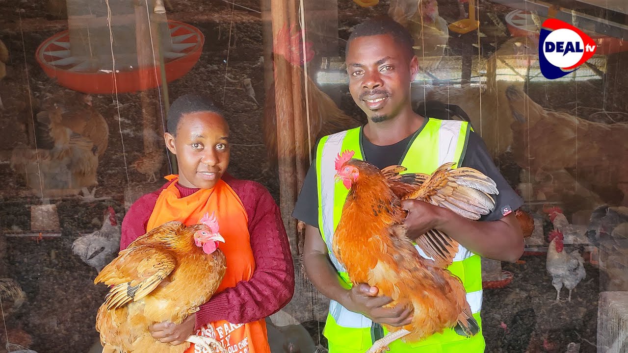 How to Make 5M UGX Monthly from Kuroiler Chicken Farming 🐔💰 | Tips & Best Practices