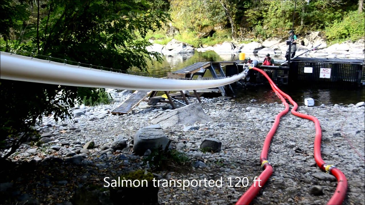 Whooshh - Washougal 120 ft Fish Transport System