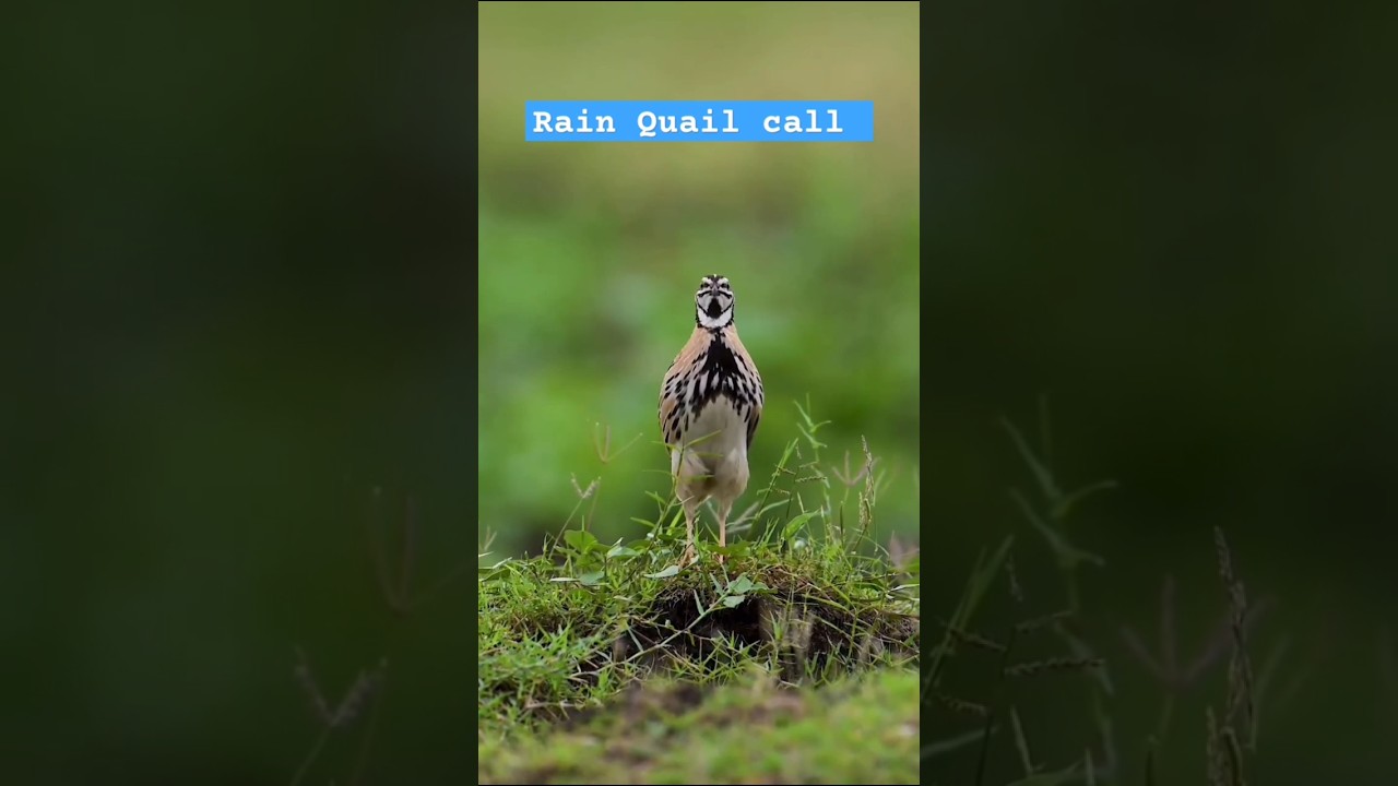rain quail sound || rain quail voice || bater ki awaaz bater ki awaaz #birdsounds #birds #quail