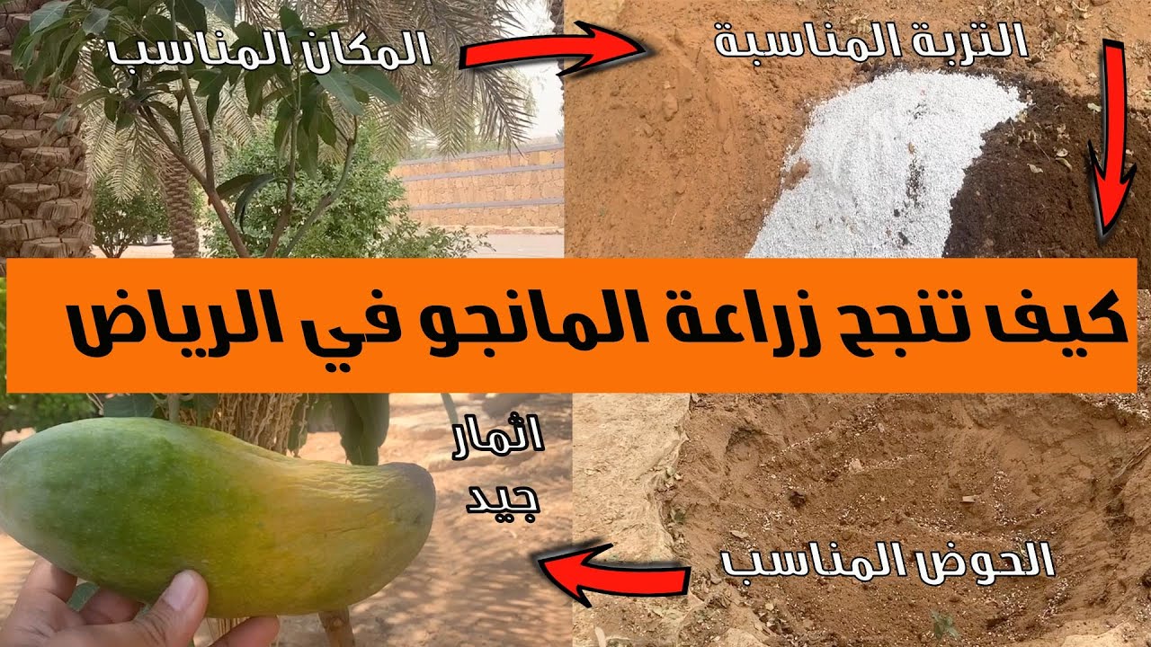 تجربتنا في زراعة المانجو في الرياض || بداية من زراعة الشتلة حتي الاثمار