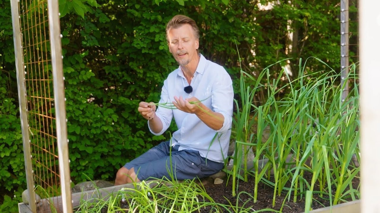 Kökets trädgård del 15 - Odla lök - Köket