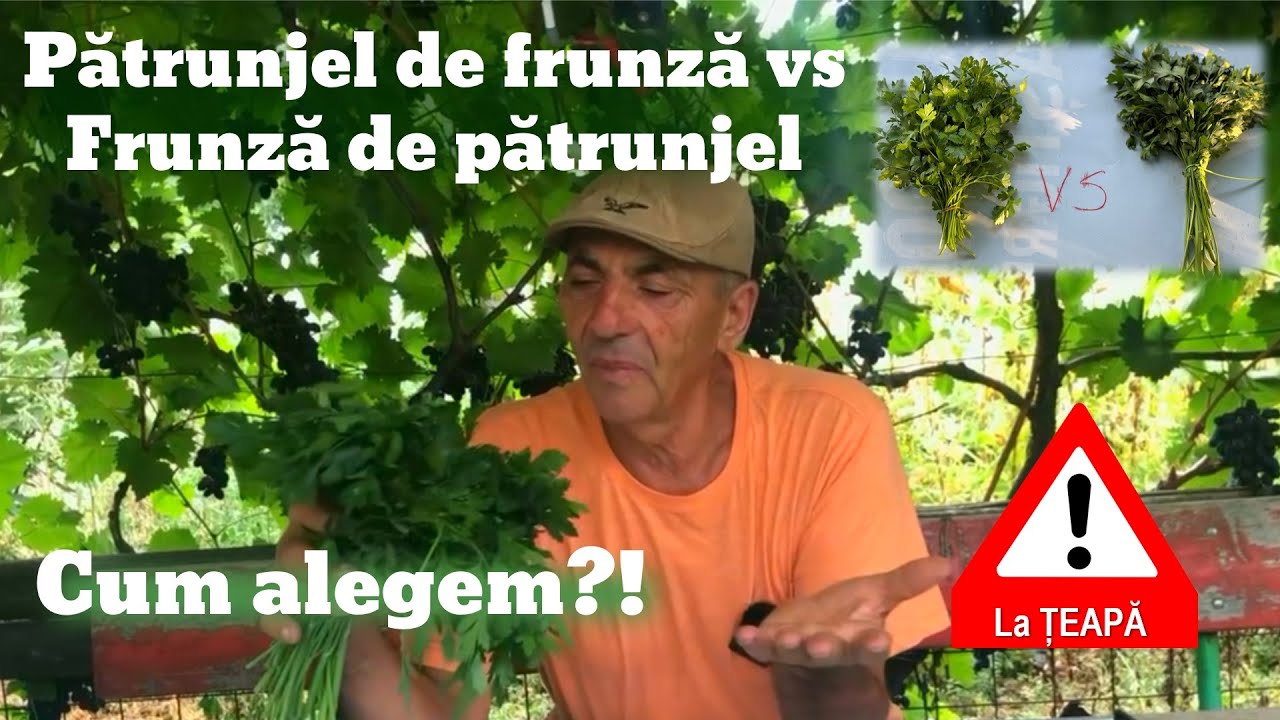 Te-ai păcălit și tu? Top diferențe între pătrunjelul de frunză și frunza de pătrunjel