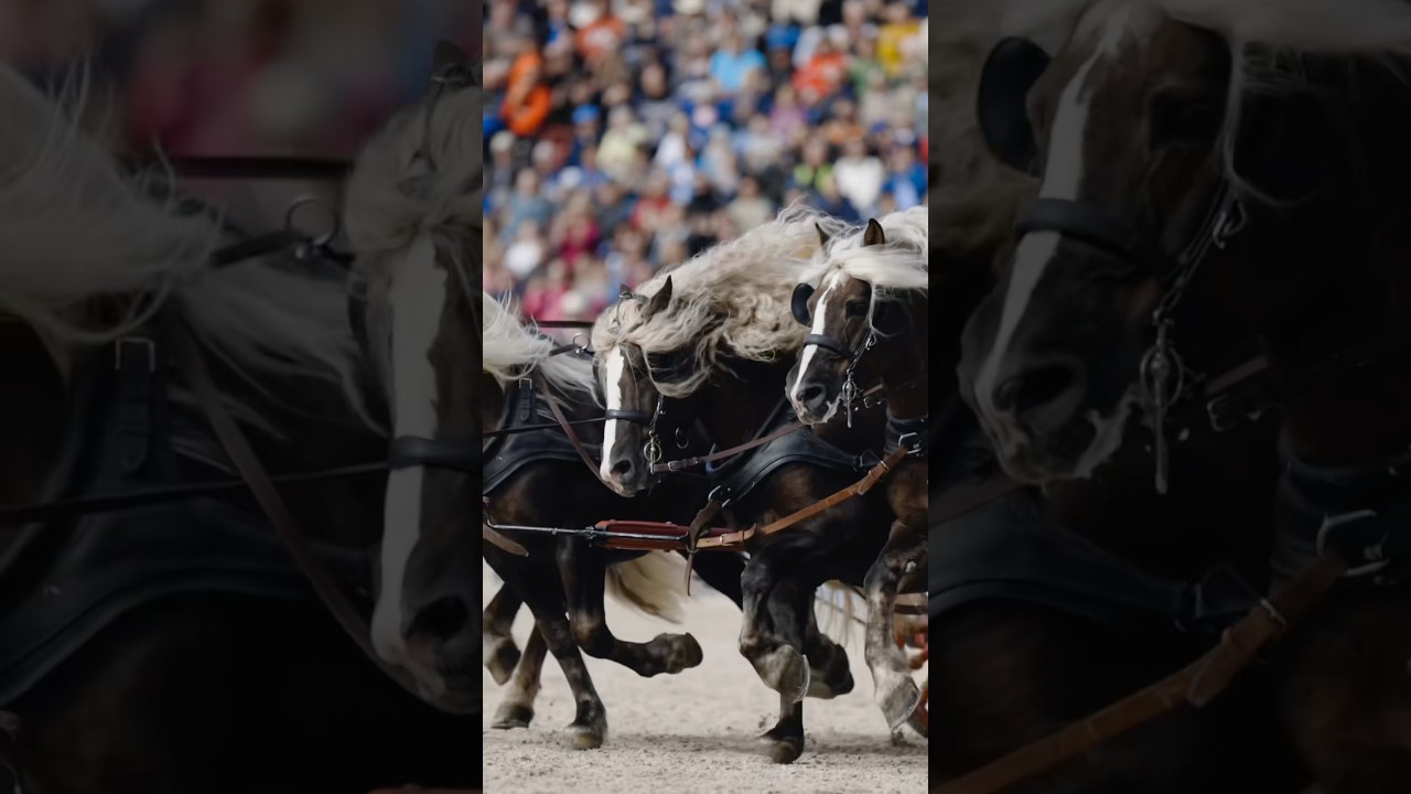Schwarzw&auml;lder Kaltblut LOVE ❤️ Hengstparade Marbach #horse #schwarzw&auml;lder #blackforest #equestrian