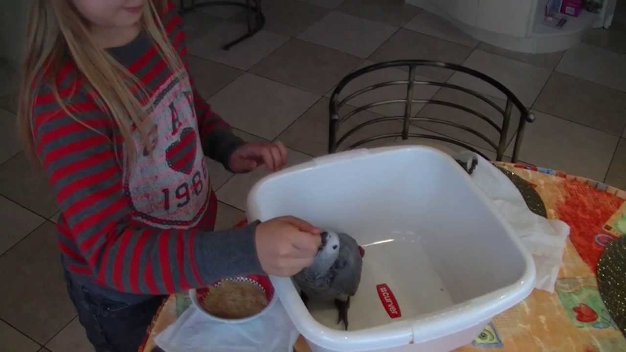 ŻAKO - ręczne karmienie, pierwsze loty itp. [ hand feeding african grey etc. ]