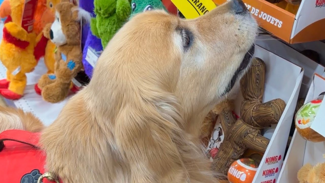 Вожу своих собак по магазинам и на взвешивание.