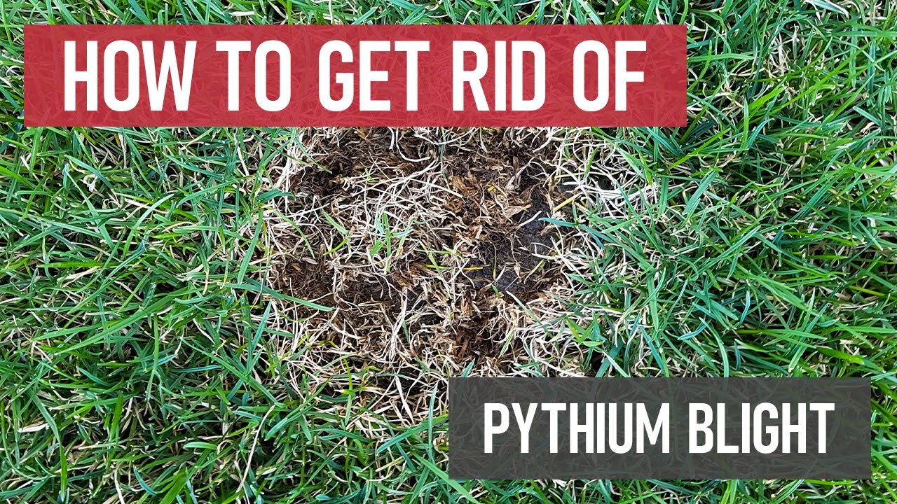 How to Get Rid of Pythium Blight [Lawn Fungus & Disease]