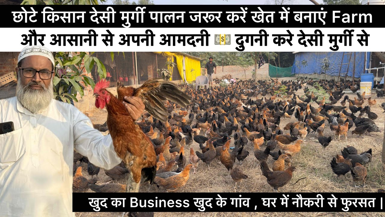 500 देसी मुर्गी से शुरू हो जाएगा Business || कमाई दुगनी करने का आसान तरीका || Desi Murgi palan 