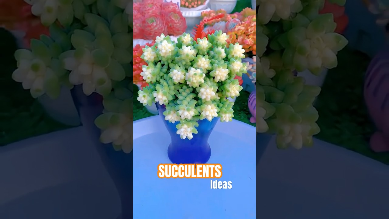 How to Grow a PERFECT Donkey Tail Succulent Planter
