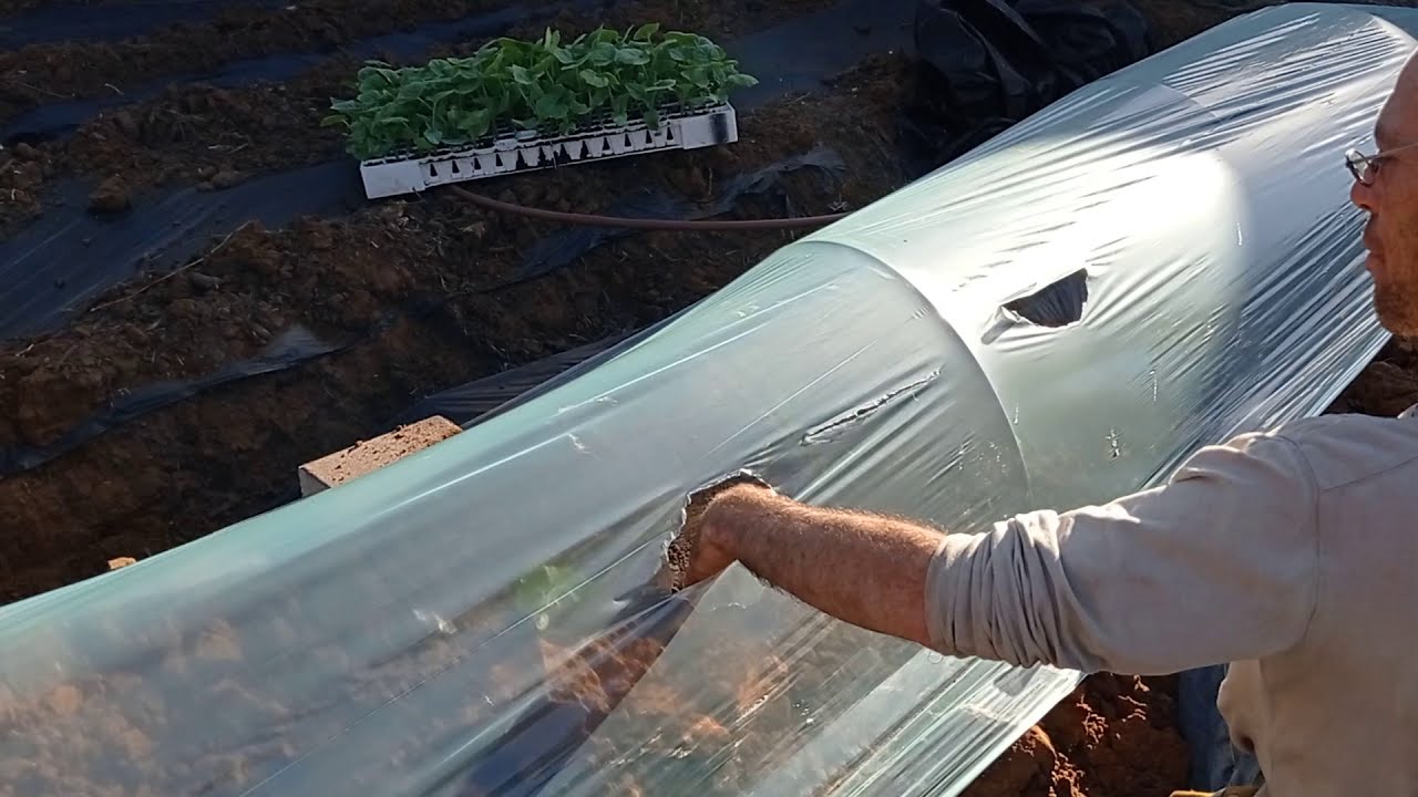 גידול דלעות בשדה ובבית- הדרכת גידול  דלעות חלק א