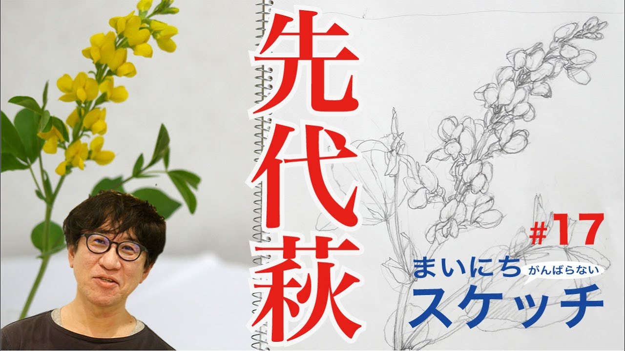【花デッサン】ごちゃごちゃした花の描き方！まいにちスケッチ #17 キバナセンダイハギ 字幕付