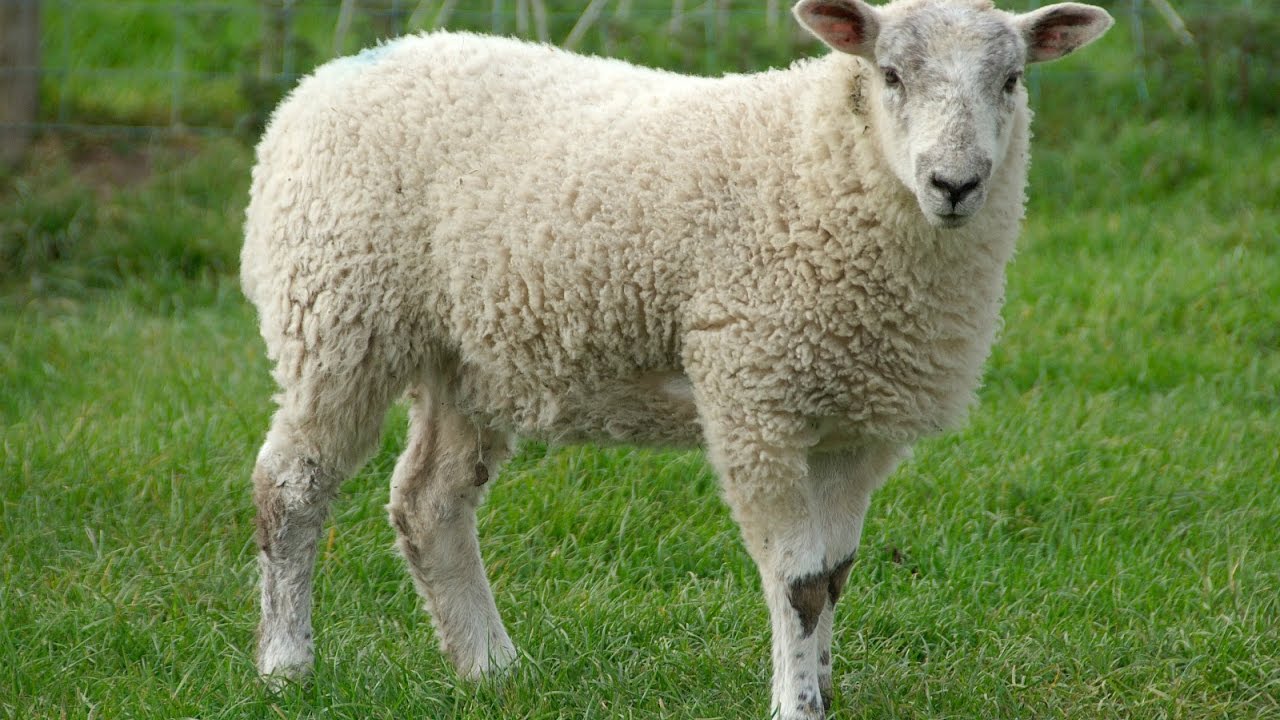 Warcraft 3  Footy Frenzy   Death Sheep Victory