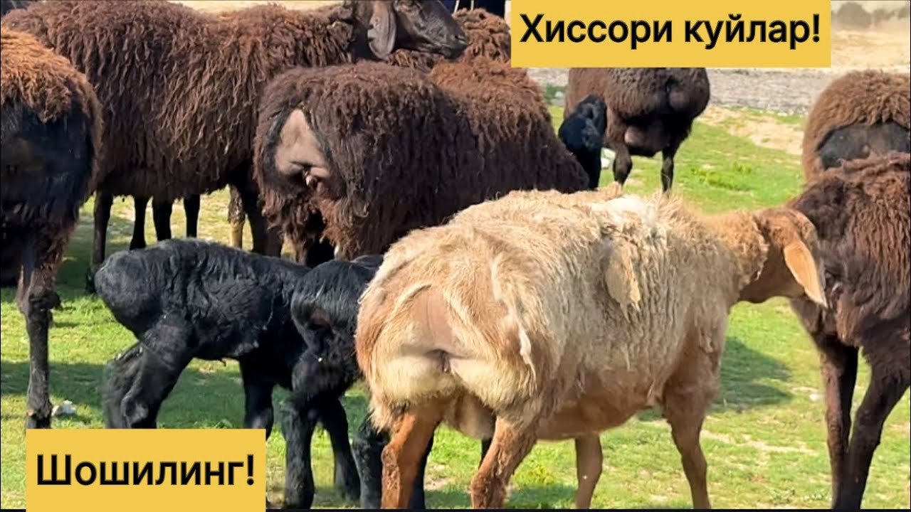 Хиссори куйлар! 995865041☎️ 999724997☎️
