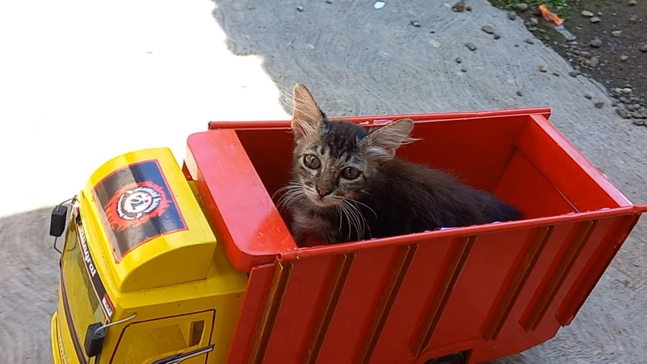 Si Manis Kucing Lucu Naik Truk Oleng