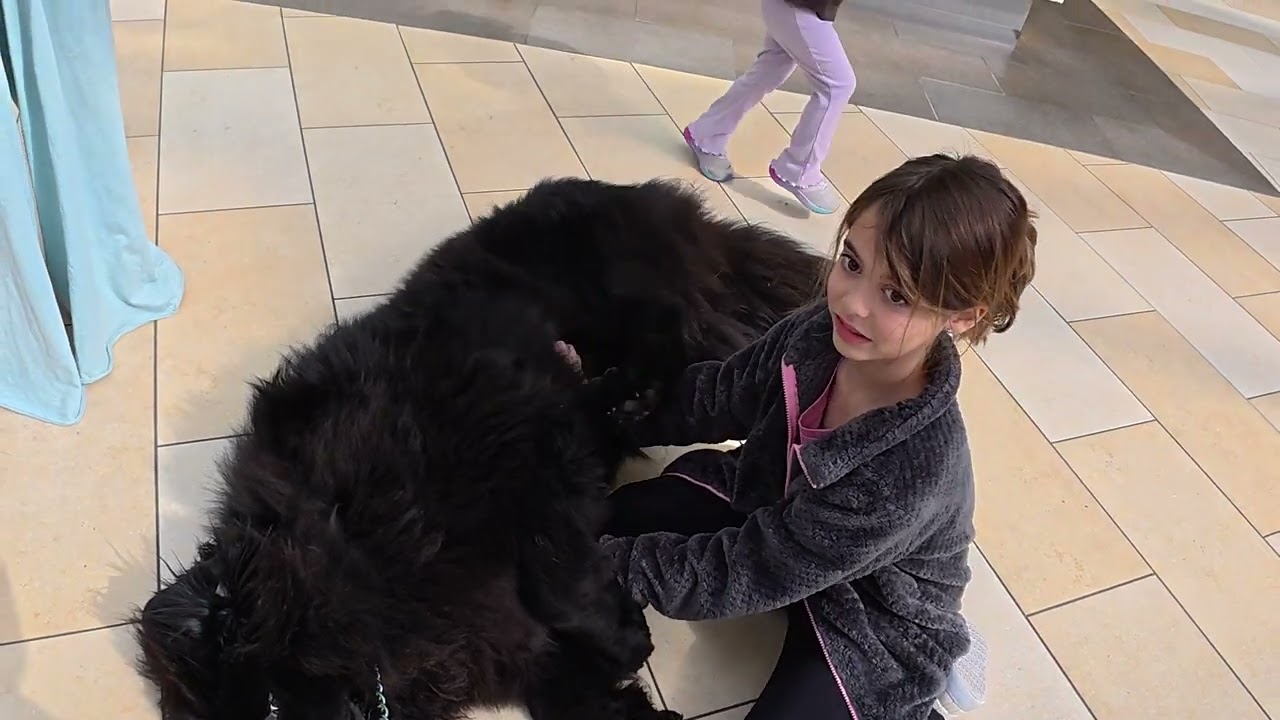 Touring Tibetan Mastiff Puppy, watch us grow, learn, and love subscribe. See you in next post