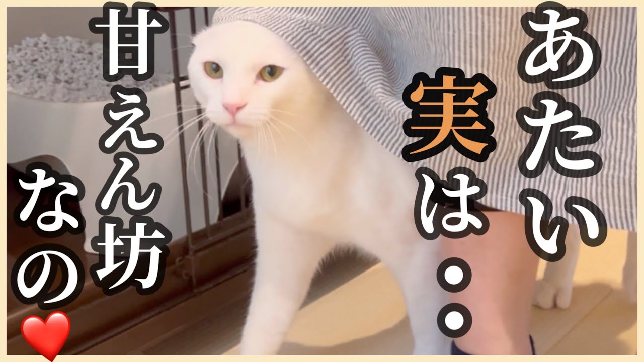 【モーニングルーティーン】人間嫌いの元野良猫リリーが初めて甘えてきました😍