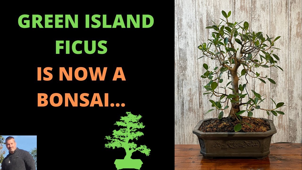 A LARGE GREEN ISLAND FICUS GOES INTO A BONSAI POT