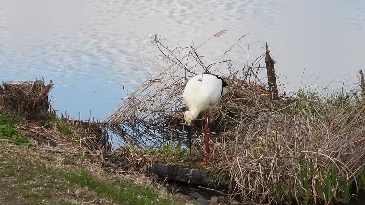 渡良瀬遊水地　コウノトリ