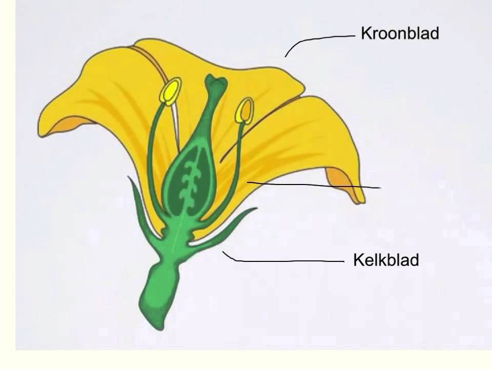 onderdelen bloem