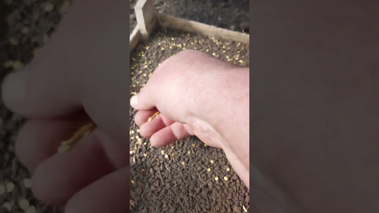 @СОЛОДКИЙ ПЕРЕЦЬ НА РОЗСАДУ